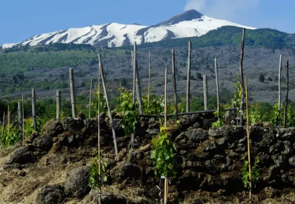 The high drama of volcanic wines